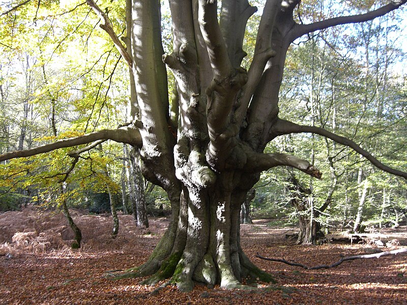 File:Epping Forest pollard.jpg