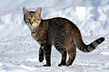 Image 5 Cat on snow (from Template:Transclude files as random slideshow/testcases/2)