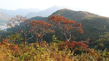 虎山的冬日紅葉