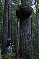 A giant burl near Solduc Falls in Olympic National Park.