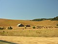 The rolling golden hills of California