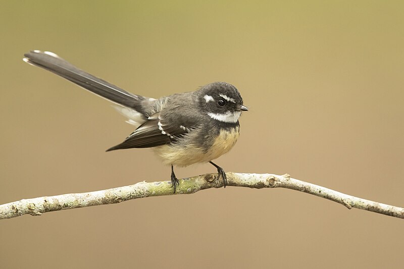 File:Grey Fantail - Brunkerville.jpg