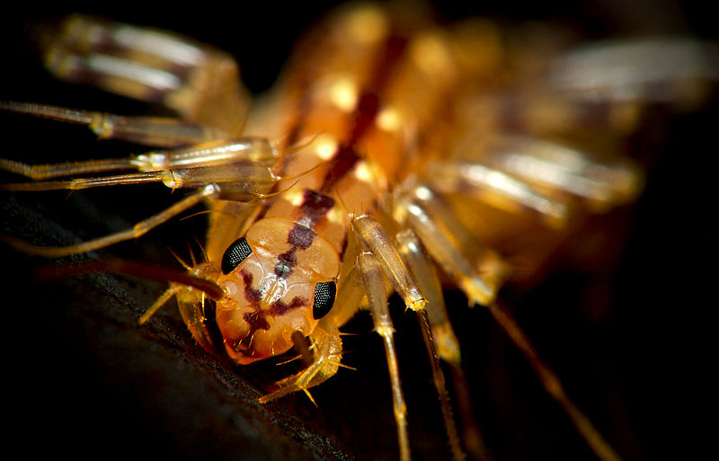 Файл:HouseCentipedeCloseup.jpg