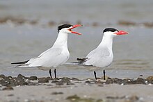 Hydroprogne caspia ralphs bay.jpg