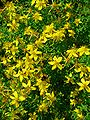 Hypericum perforatum (Common St. John's Wort)