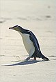 Yellow-eyed penguin