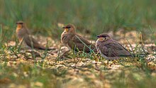 Oriental Pratincoles at Chilika Lake