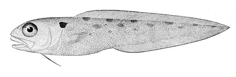 Archivo:Otophidium omostigma.jpg