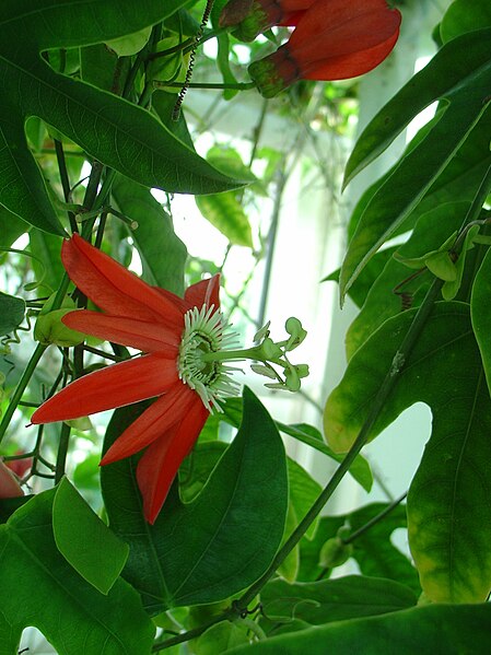 Файл:Passiflora racemosa hy.jpg