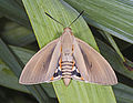 The day-flying Paysandisia archon has clubbed antennae like other moths of family Castniidae