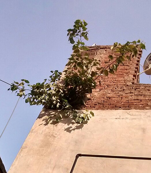 File:Peepul Tree In Wall.jpg