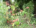 Poinsettia bush