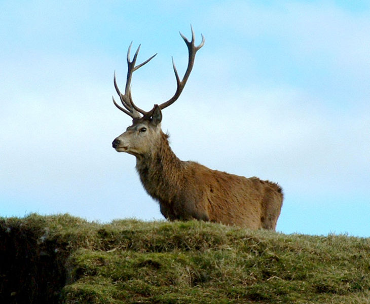 Файл:RedDeerCaithness.jpg