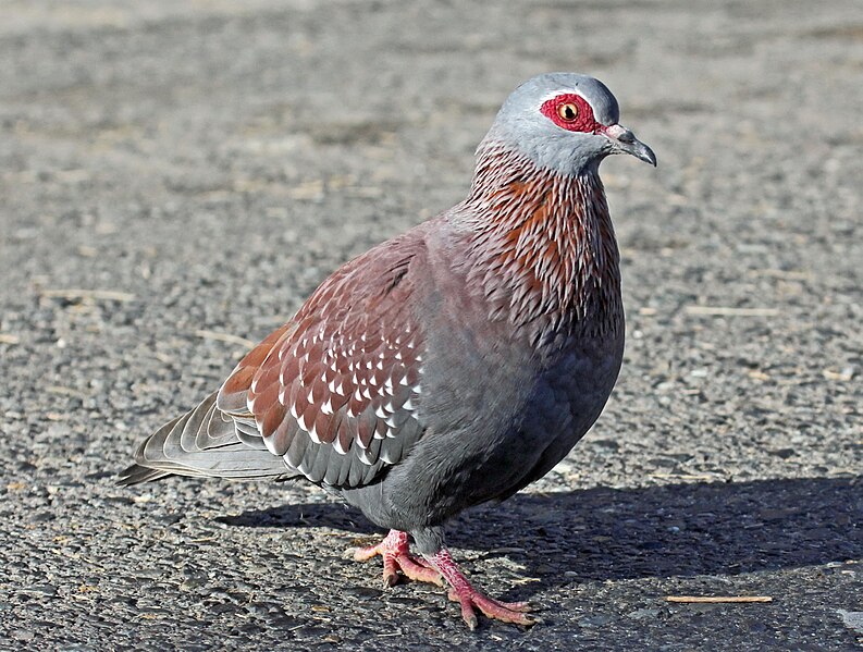 Archivo:Speckled Pigeon RWD1.jpg