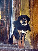 Tibetan Mastiff in Drepung Monastery, Lhasa, Tibet