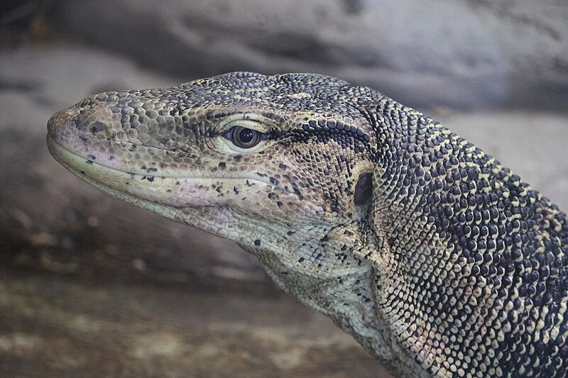 File:Water Monitor (2).jpg