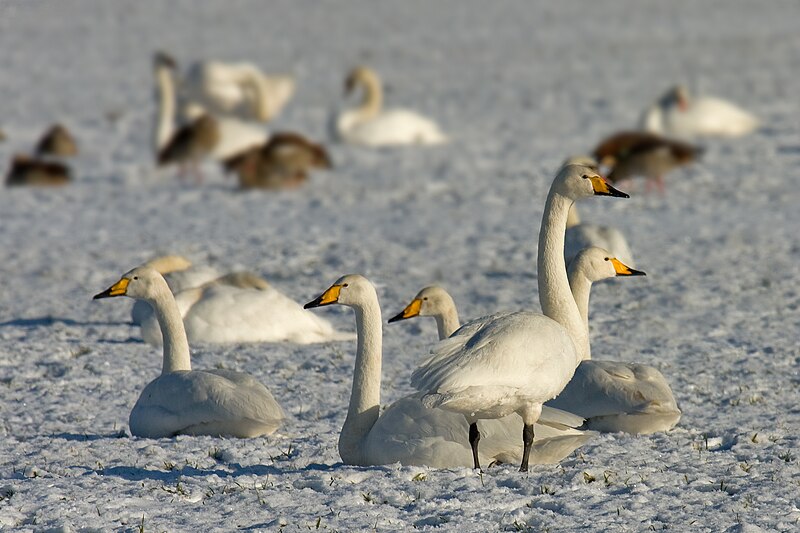 Archivo:Whooper-swan.jpg