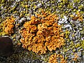 Xanthoria parietina