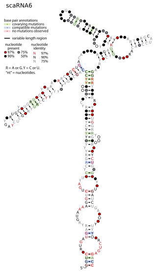 Alternative representation of the SCARNA6 consensus structure.