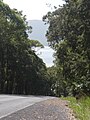 Driving through Trinity Forest Reserve