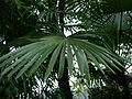 Fanned leaves of T. fortunei