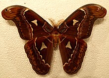 Attacus dohertyi m.jpg