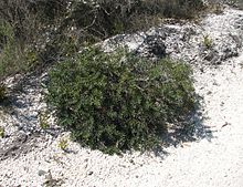 Banksia marginata Anglesea Heath.jpg