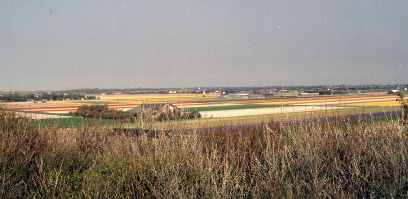 File:Bollenvelden bij Noordwijkerhout.jpg