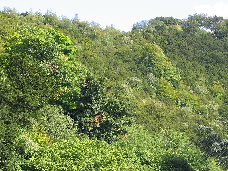 File:Boxhill surrey trees.jpg