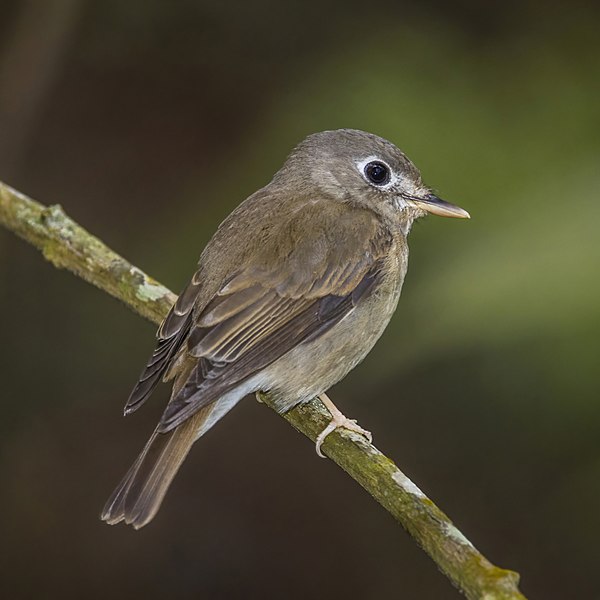 File:Brown-breasted flycatcher (Muscicapa muttui).jpg