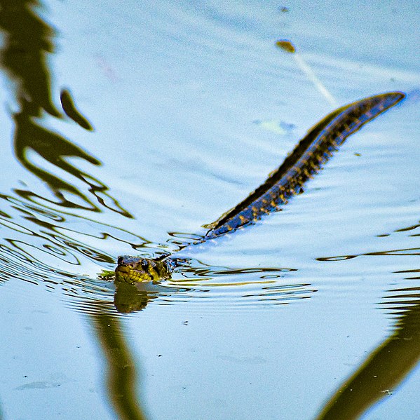 File:Checkered Keelback at Khulna.jpg