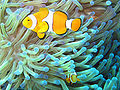 Clownfish on the Great Barrier Reef