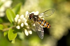 雌性黑纹食蚜蝇（Episyrphus balteatus）