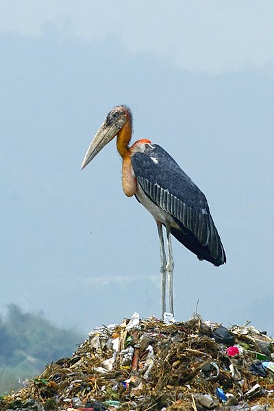 File:Greater adjutant.jpg