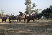 The only international elephant polo in Chitwan National Park