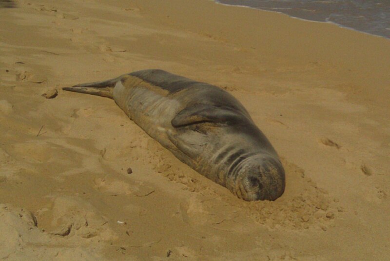 File:Hawaiian monk seal Laie.jpg