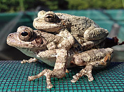 Hyla chrysoscelis, Cope's gray treefrog in amplexus