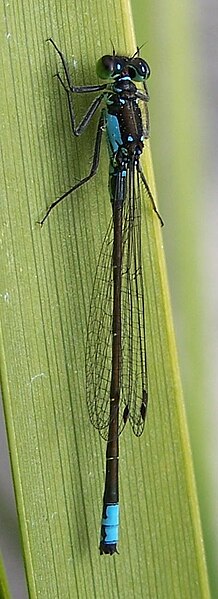 File:Ischnura cervula-male-3.jpg