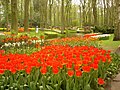 Tulips at the Keukenhof