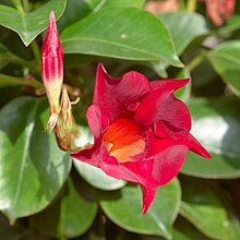 Mandevilla sanderi red 1.jpg