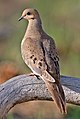 *Mourning dove