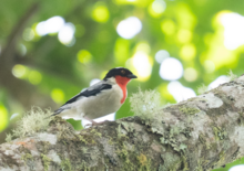 Photograph of a bird in side view on a horizontal branch between lichen