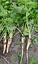 Parsnips