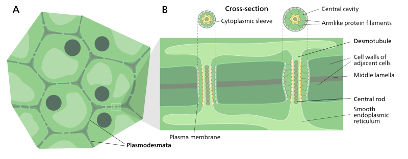 File:Plasmodesmata en.svg