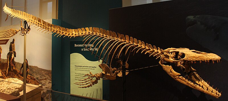 File:Prognathodon NMNH.jpg