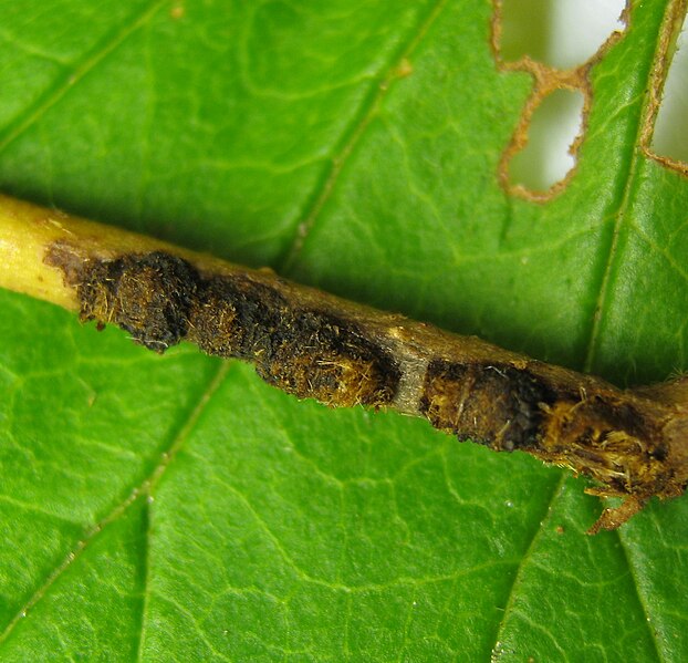 File:Pyrrhalta viburni. egg cases.jpg