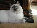 A blue cream tortie point Ragdoll