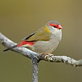 El diamante cejirrojo o pinzón de ceja roja (Neochmia temporalis) es una especie de ave paseriforme de la familia Estrildidae que habita en la costa este de Australia. La especie se distingue por una raya de color rojo brillante por encima del ojo y tener el obispillo rojo. Suele ser muy sociable y generalmente se le ve en pequeñas bandadas de 10 a 20 individuos. Por JJ Harrison.