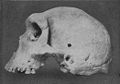 Image 6Skull of Broken Hill Man discovered in present-day Kabwe. (from History of Zambia)