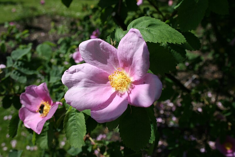 File:Rosa-majalis-flower.JPG